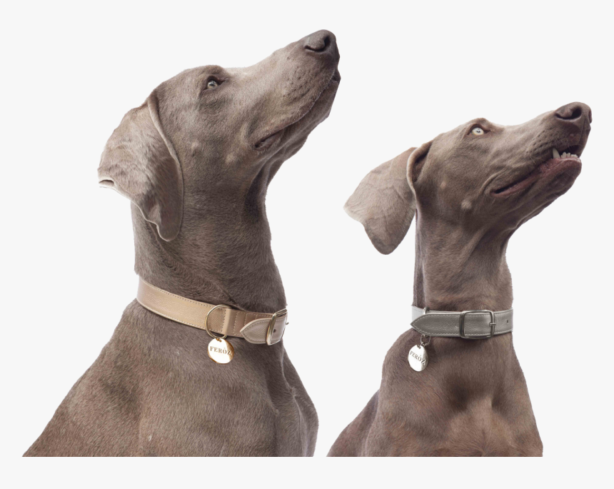 Transparent Perritos Png - Weimaraner, Png Download, Free Download