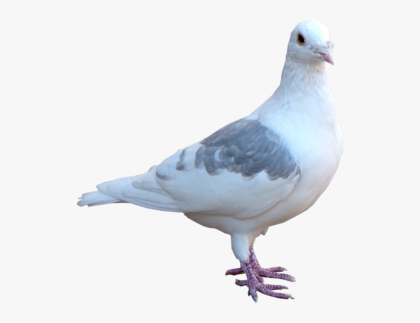 Transparent Png Pigeon Photo Transparent, Png Download, Free Download