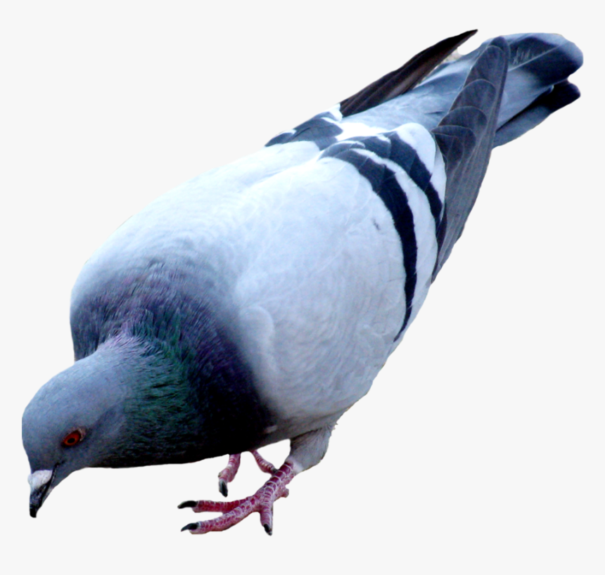 Pigeon Png, Transparent Png, Free Download