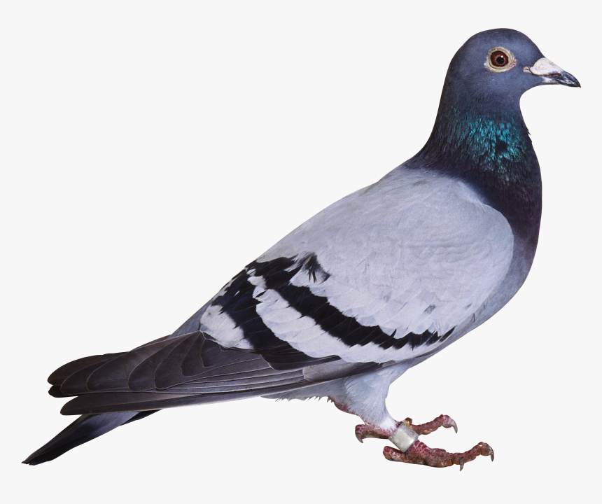 Pigeon Png, Transparent Png, Free Download