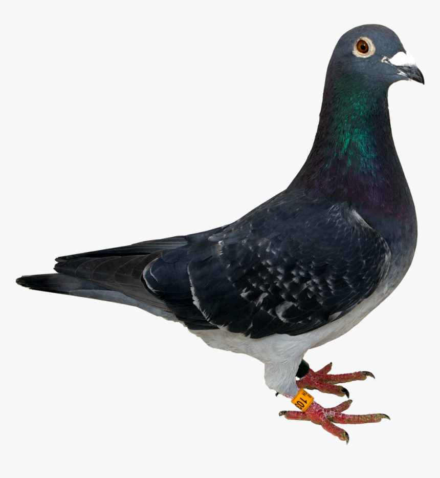 Pigeon Png No Background, Transparent Png, Free Download