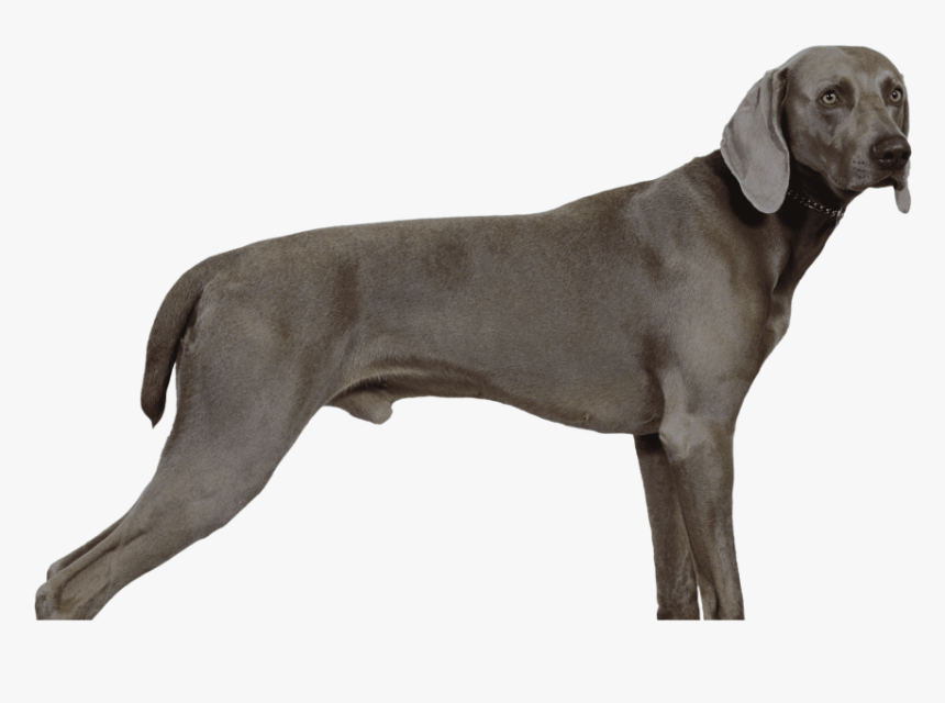 Weimaraner, HD Png Download, Free Download