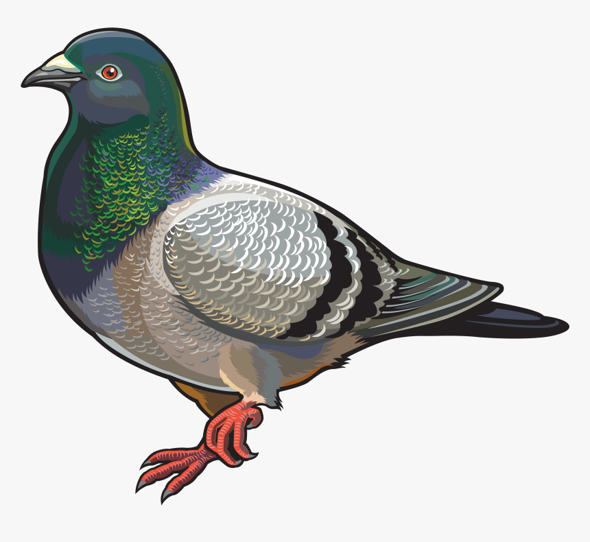 Pigeon Png Photo - Pigeon Print Tshirt, Transparent Png, Free Download