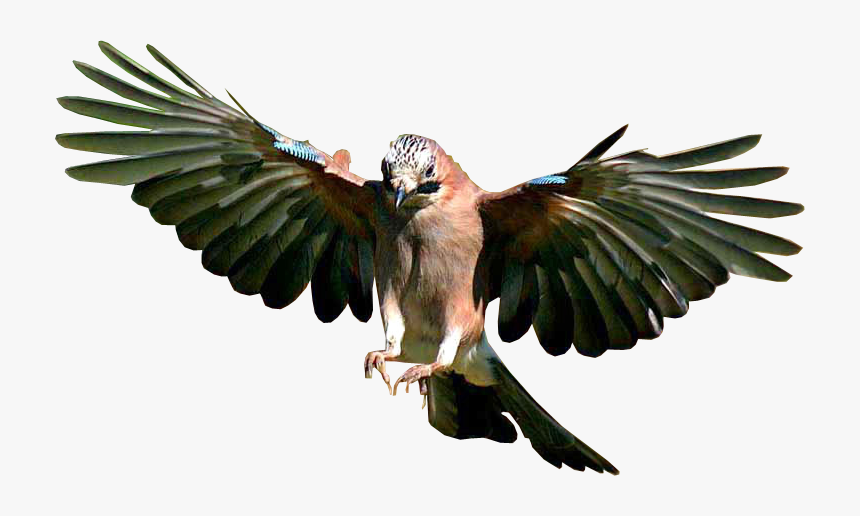 Jay Bird Flying - Bird Flying Transparent Background, HD Png Download, Free Download