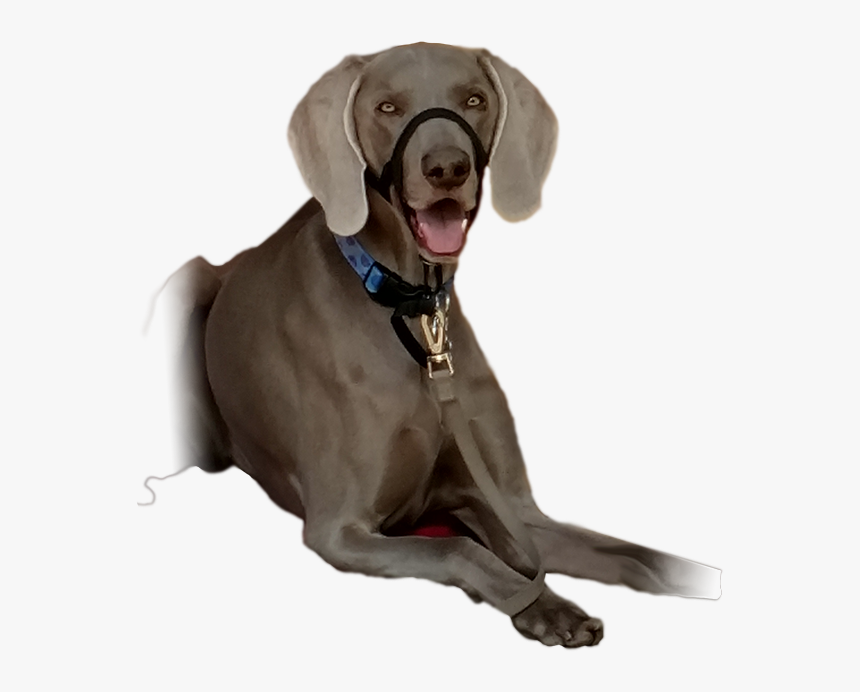 Weimaraner Valentine Dog Training - Weimaraner, HD Png Download, Free Download