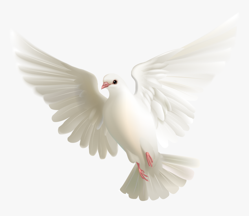 Pigeon Png - Imagen De Palomas Blancas, Transparent Png, Free Download