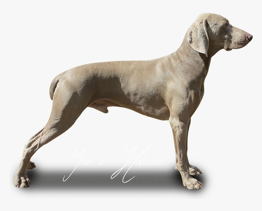 Weimaraner, HD Png Download, Free Download