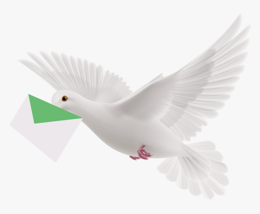 Homing Pigeon Flight Columbidae Bird - White Flying Pigeon Png, Transparent Png, Free Download