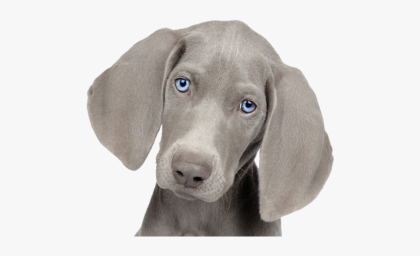 Cane Weimaraner, HD Png Download, Free Download