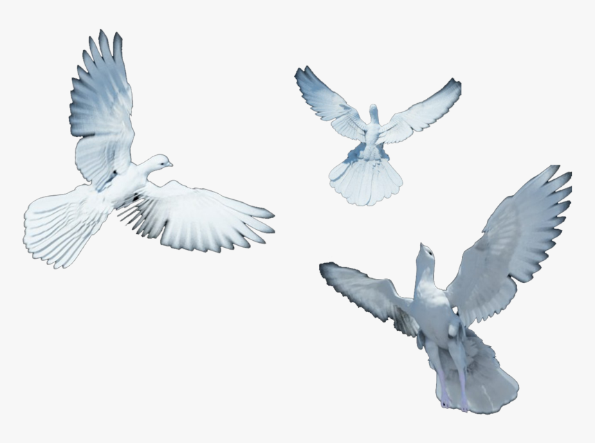 Dove Flying Png - Dove Back Png, Transparent Png, Free Download