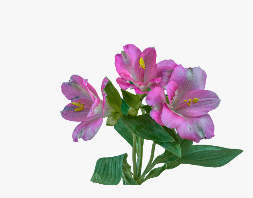 Purple Alstroemeria Png, Transparent Png, Free Download