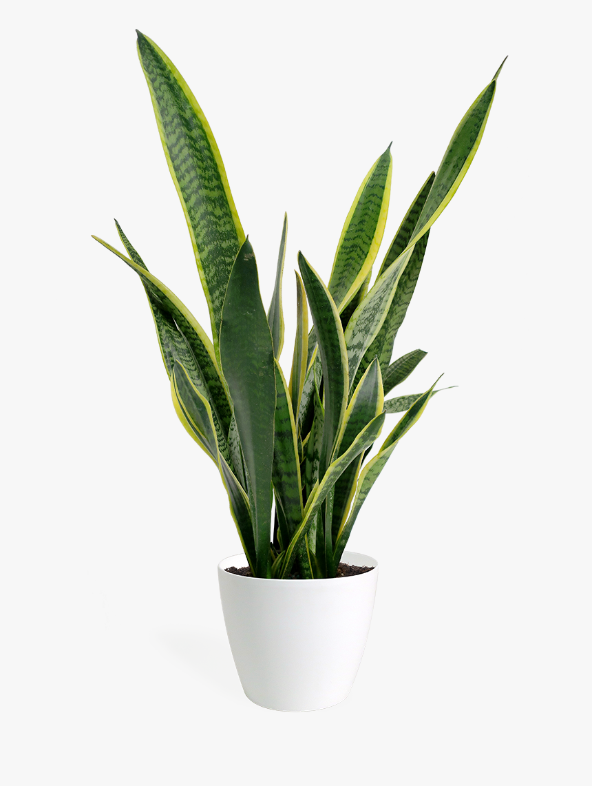 Transparent Small Plant Png, Png Download, Free Download