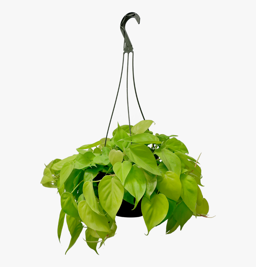 Philodendron Brazil Hanging Basket, HD Png Download, Free Download