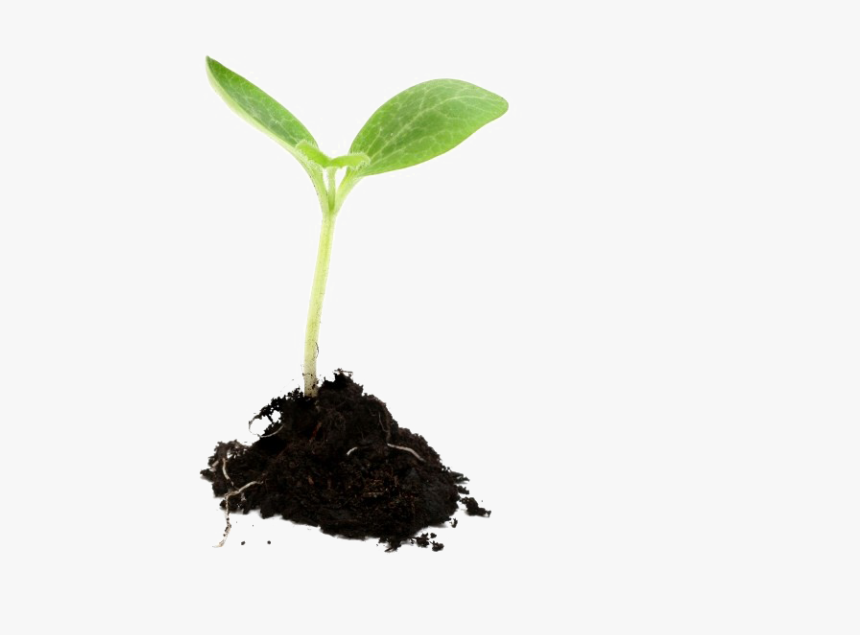 Growing Plant Png Image - Mt 13 24 43, Transparent Png, Free Download