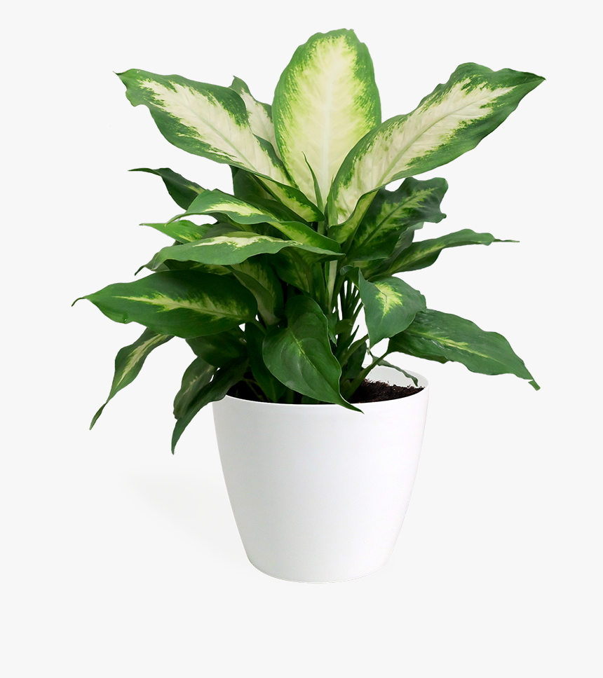 Dumb Cane Transparent Background, HD Png Download, Free Download