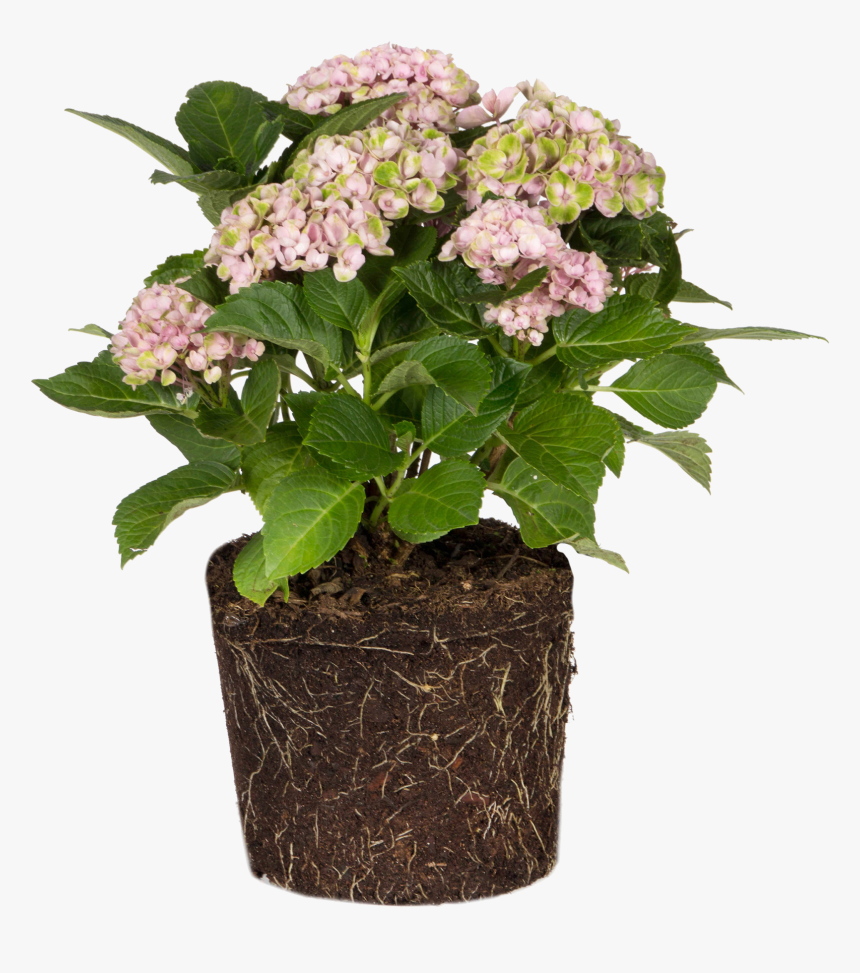 Small Mum Plants , Png Download - Flowerpot, Transparent Png, Free Download