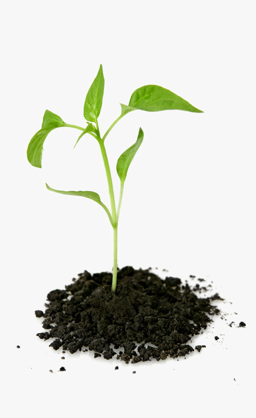 Growing Plant Png Transparent Picture - Plant Growing Out Of Ground, Png Download, Free Download