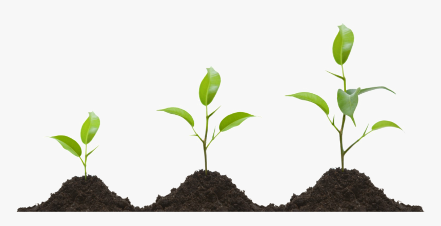 Growing Plant Png Transparent Image - Grow Png, Png Download, Free Download