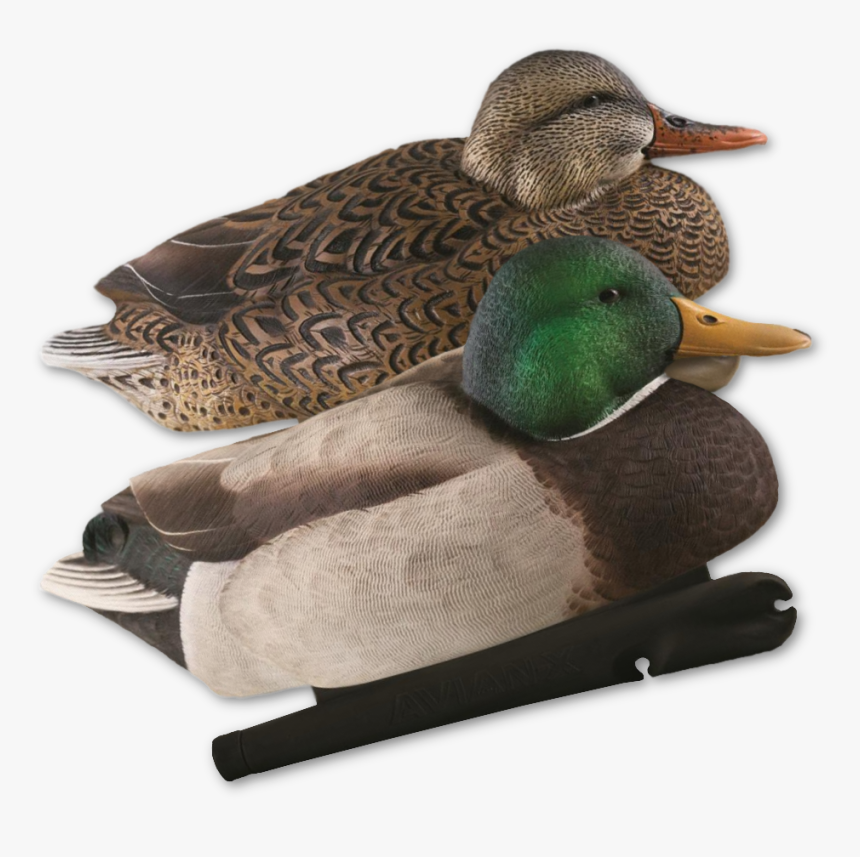 Image Of The Avian-x Late Season Mallards - Mallard, HD Png Download, Free Download