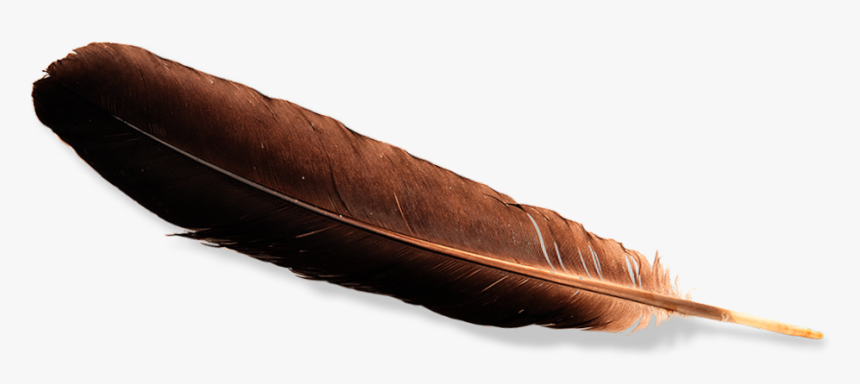 Eagle Feather Law , Png Download - Eagle Feather Png, Transparent Png, Free Download