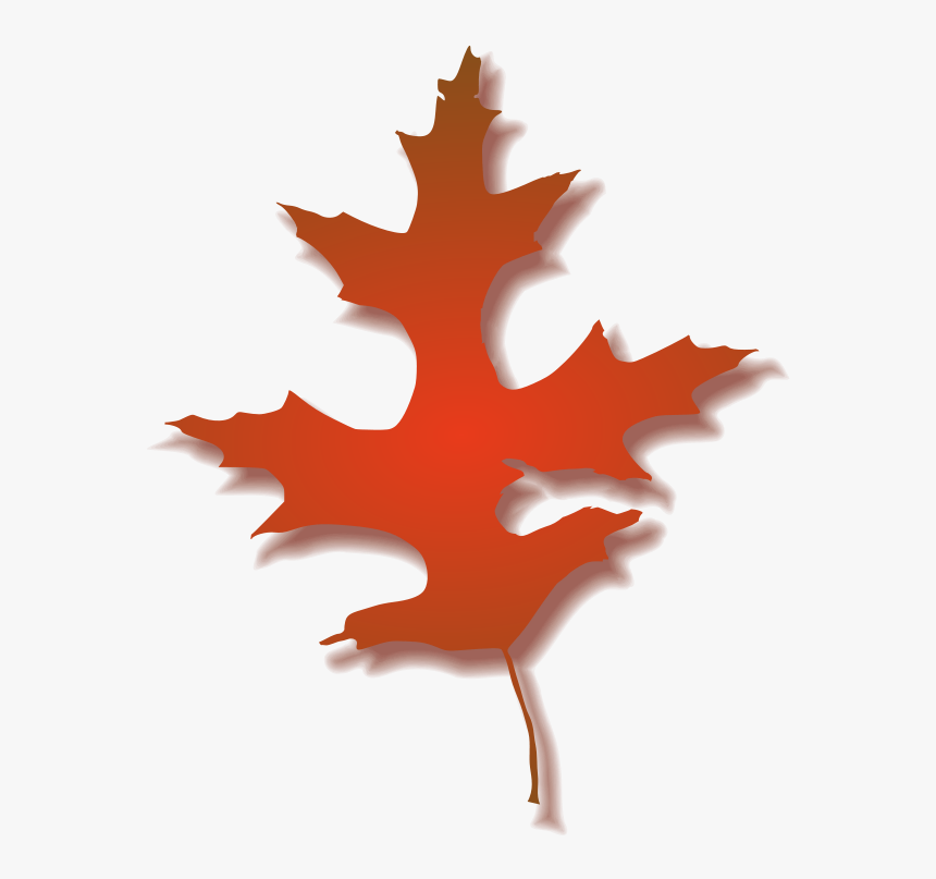 Oak Leaf Photo - Clipart Leaves Oak Autumn, HD Png Download, Free Download