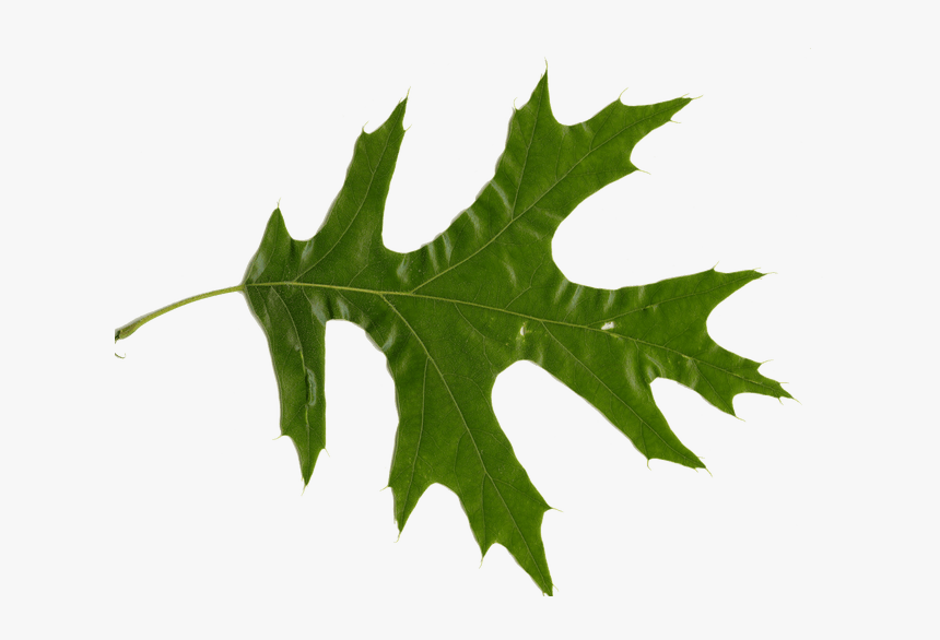 Picture Of Oak Leaves - Oak Leaf Transparent Background, HD Png Download, Free Download