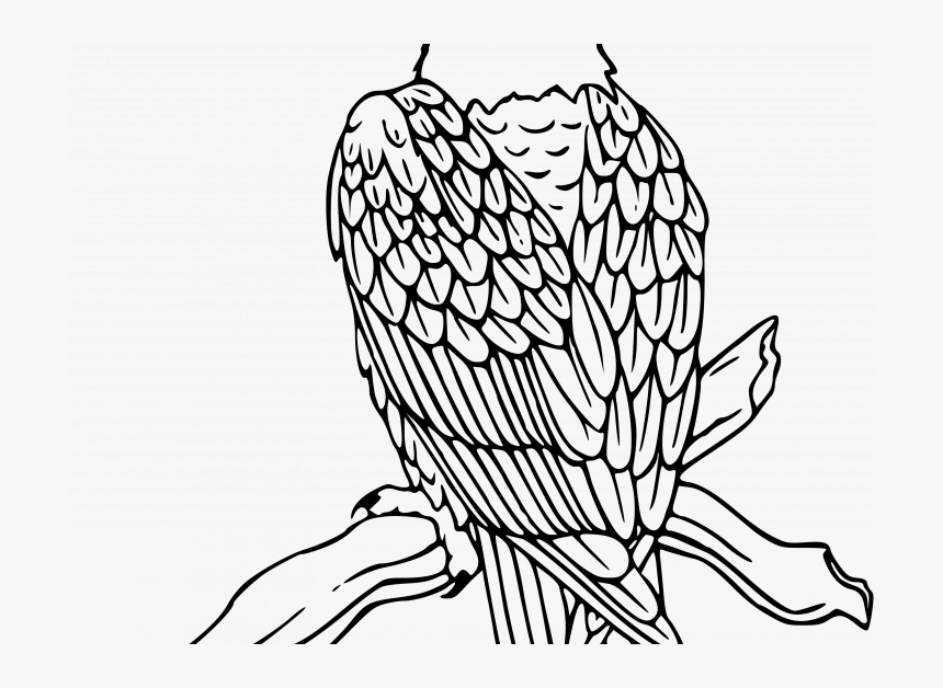 Eagle On Branch Drawing, HD Png Download, Free Download