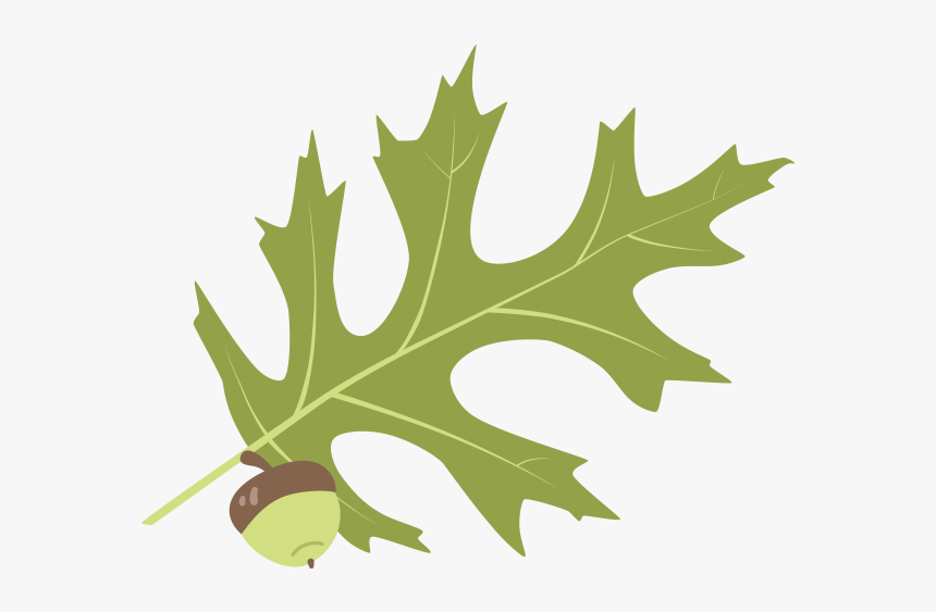 Gambel Oak, HD Png Download, Free Download