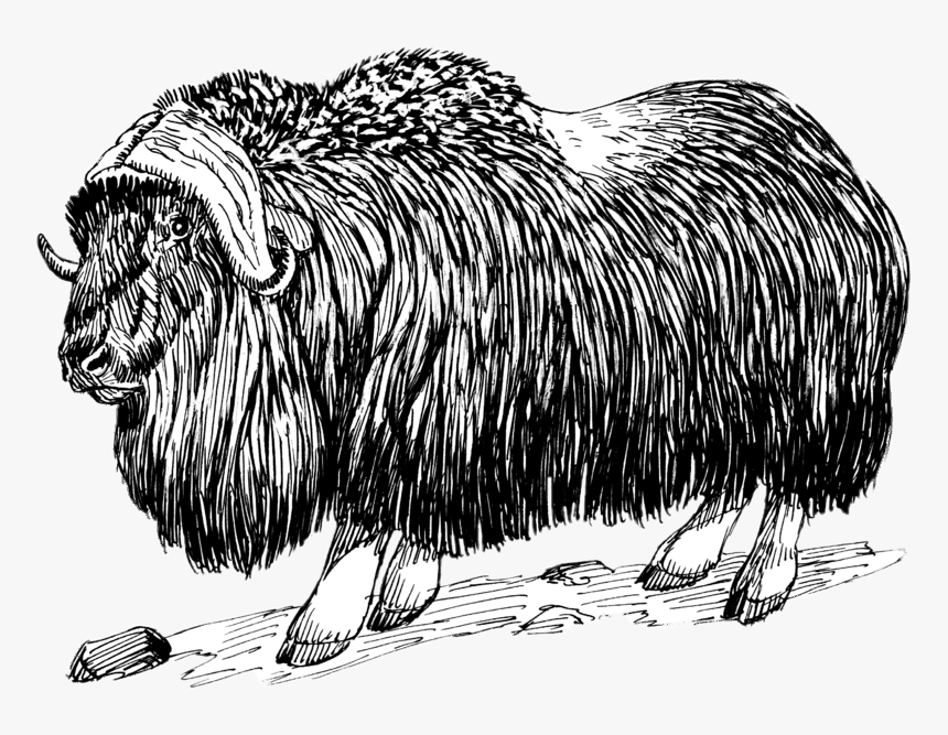 Musk Ox Drawing Black And White Clip Arts - Musk Ox Black And White, HD Png Download, Free Download