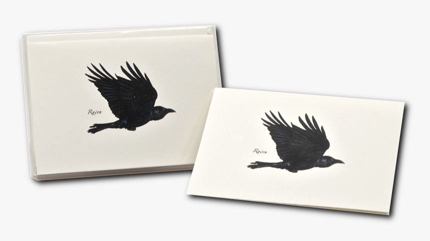 Transparent Raven Feather Png - Hawk, Png Download, Free Download