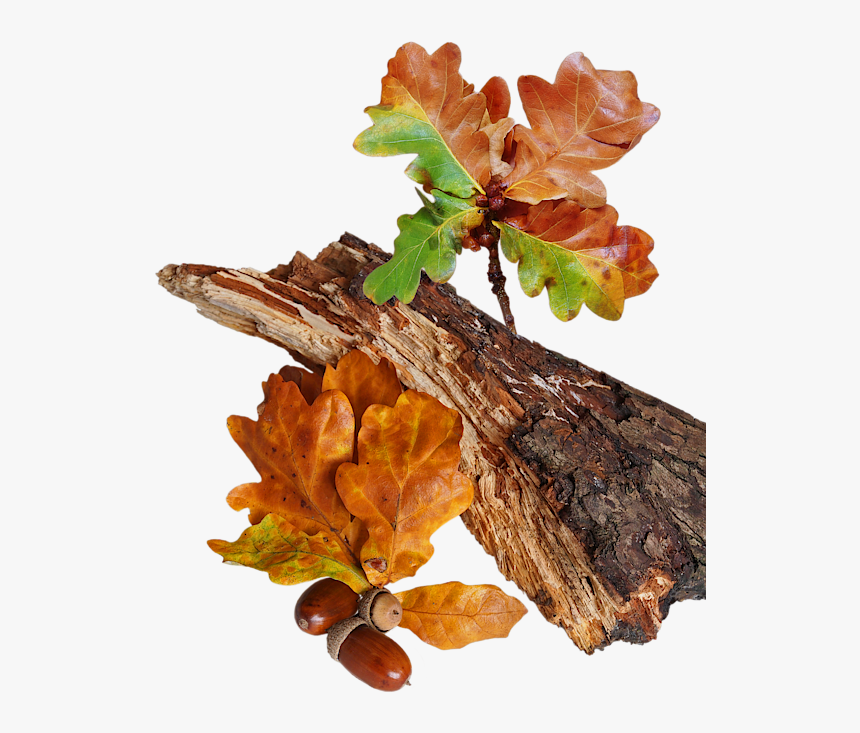 Autumn Oak Leaves And Acorns, HD Png Download, Free Download