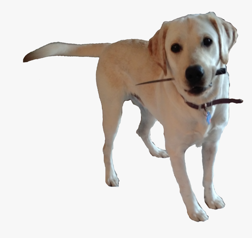 Doggo Png, Transparent Png, Free Download