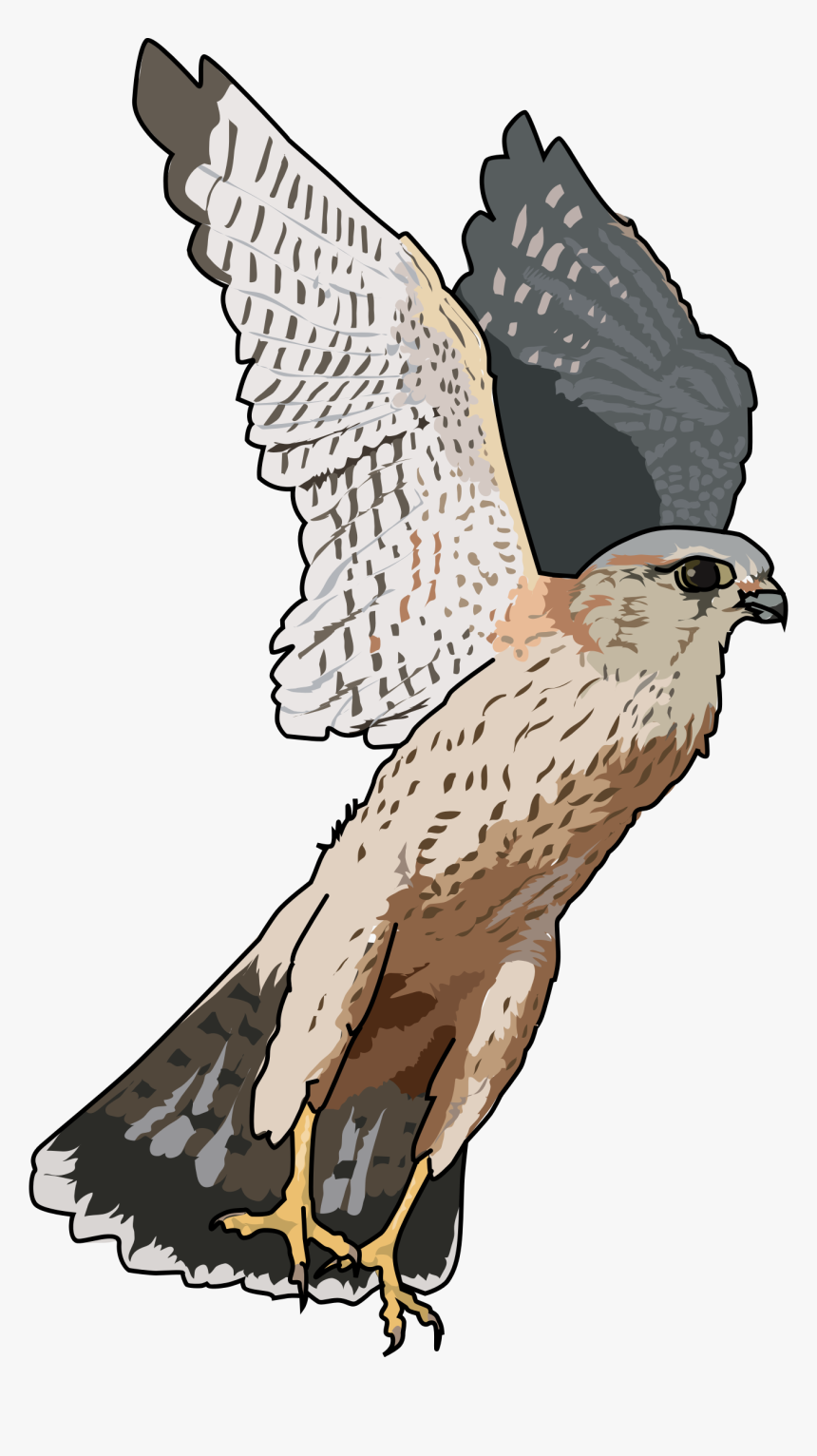 Merlins Falcon Clip Arts - Clipart Falcon Transparent Background, HD Png Download, Free Download