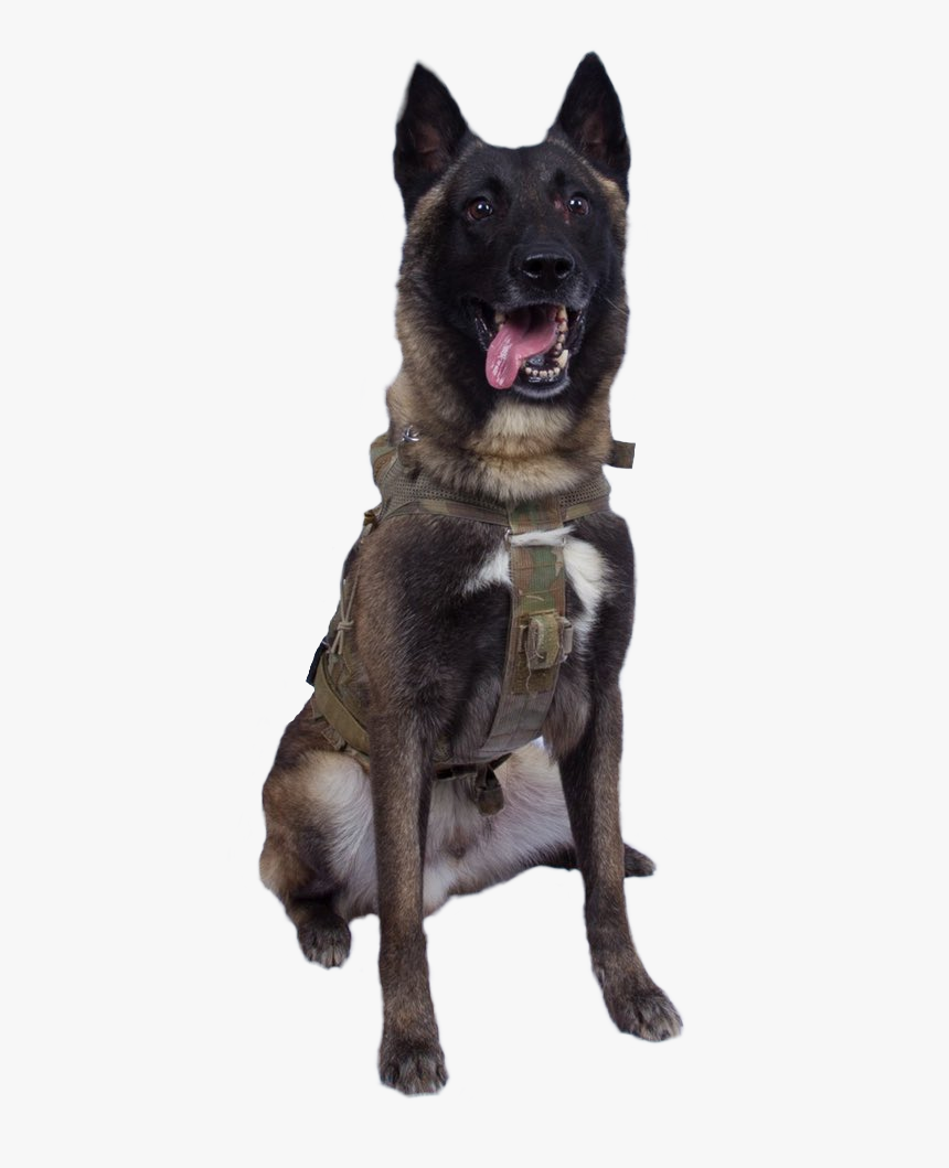 Declassified Dog, HD Png Download, Free Download