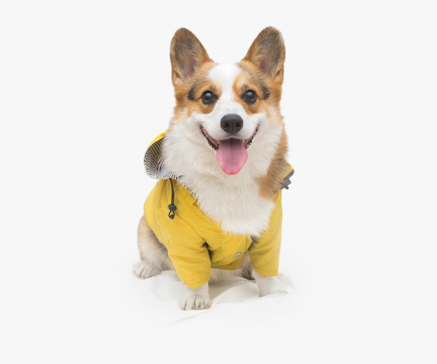 Yellow Corgi Raincoat, HD Png Download, Free Download