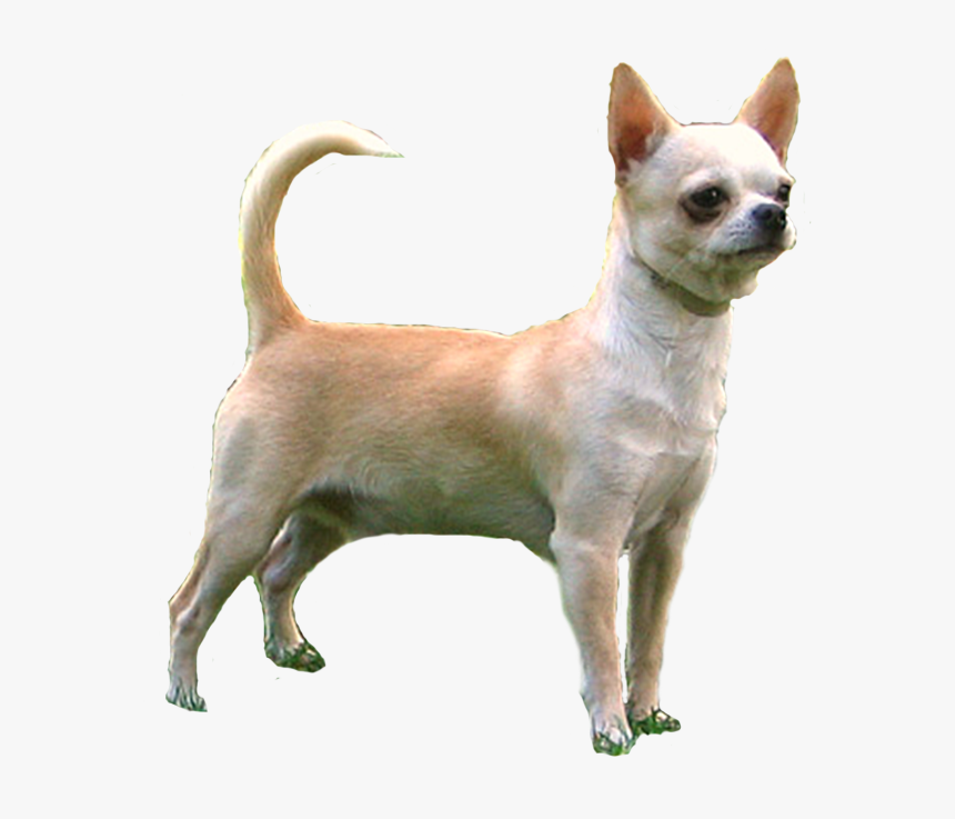 Chihuahua, HD Png Download, Free Download