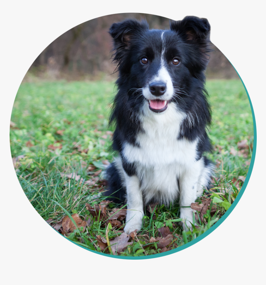 Border Collie, HD Png Download, Free Download