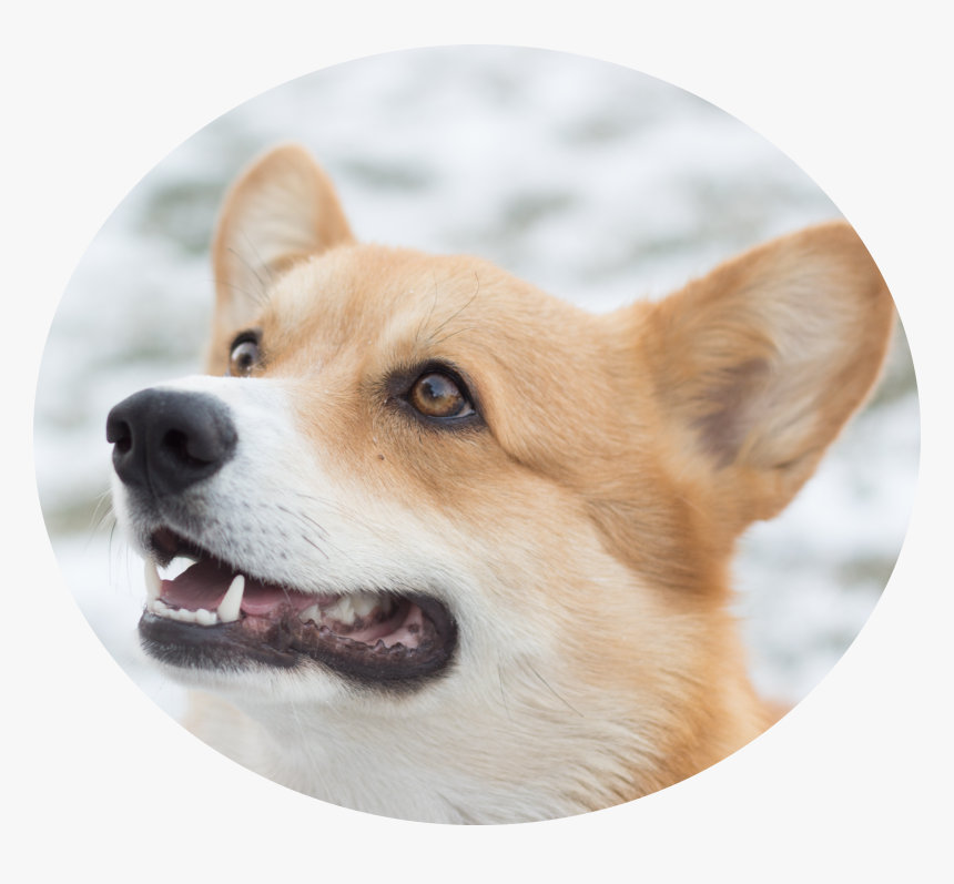 Image Icon - Dog, HD Png Download, Free Download