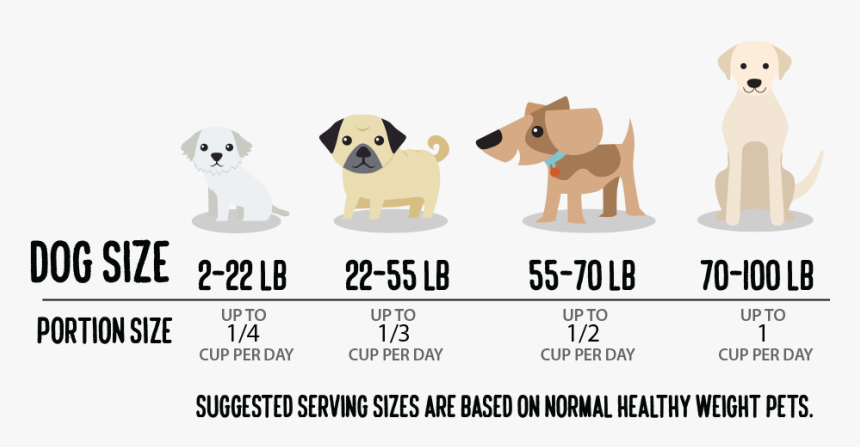 Graphic Showing How Much Hemp For Dogs Your Pet Should - Companion Dog, HD Png Download, Free Download