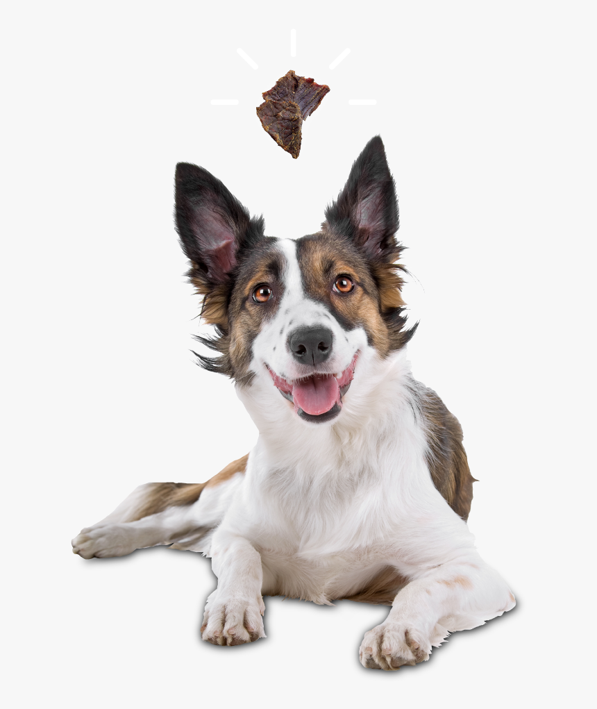 Border Collie, HD Png Download, Free Download