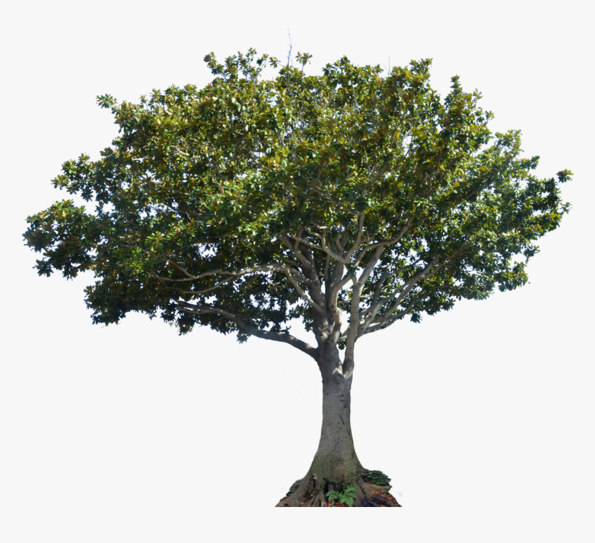 Apple Tree Png - Bay Laurel Tree Png, Transparent Png, Free Download