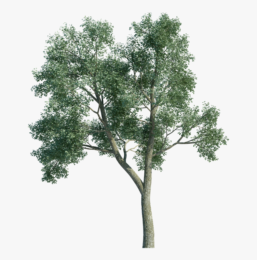 Arbol Ocote Png, Transparent Png, Free Download