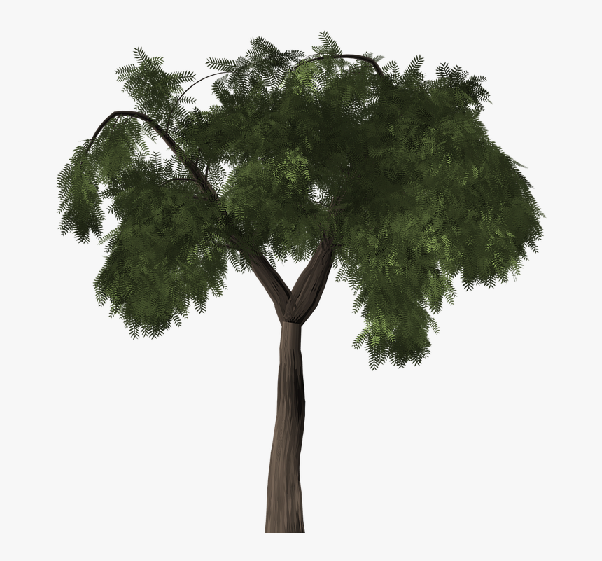 Árbol, Árbol De Pimienta, Peppertree, Schinus Molle - Schinus Molle Png, Transparent Png, Free Download