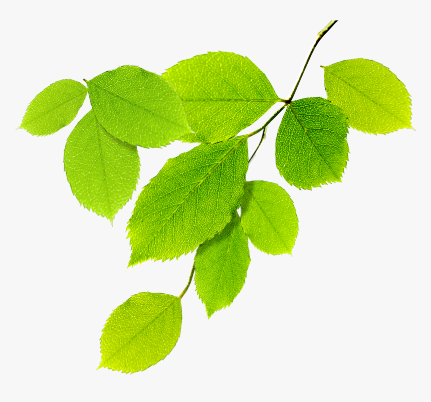 Nature Natural Environment - Natural Leaves Png, Transparent Png, Free Download