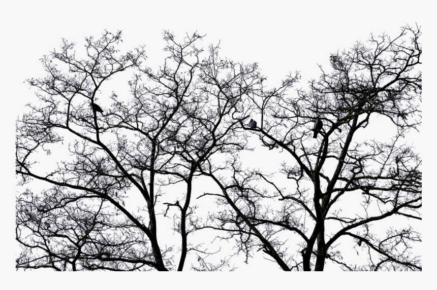 Tree Landscape Bird Sky Nature Transparent Sky - Tree, HD Png Download, Free Download