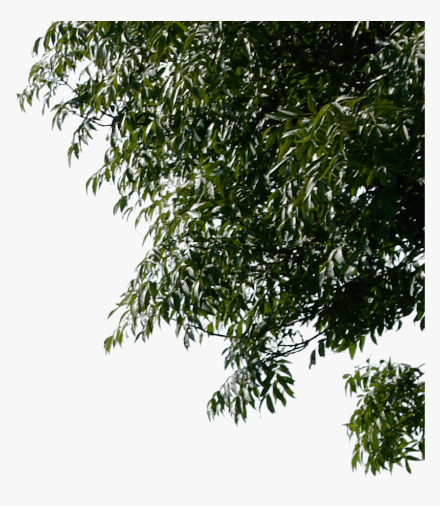 Rama De Árbol De Fondos De Escritorio - Tree Corner Png, Transparent Png, Free Download