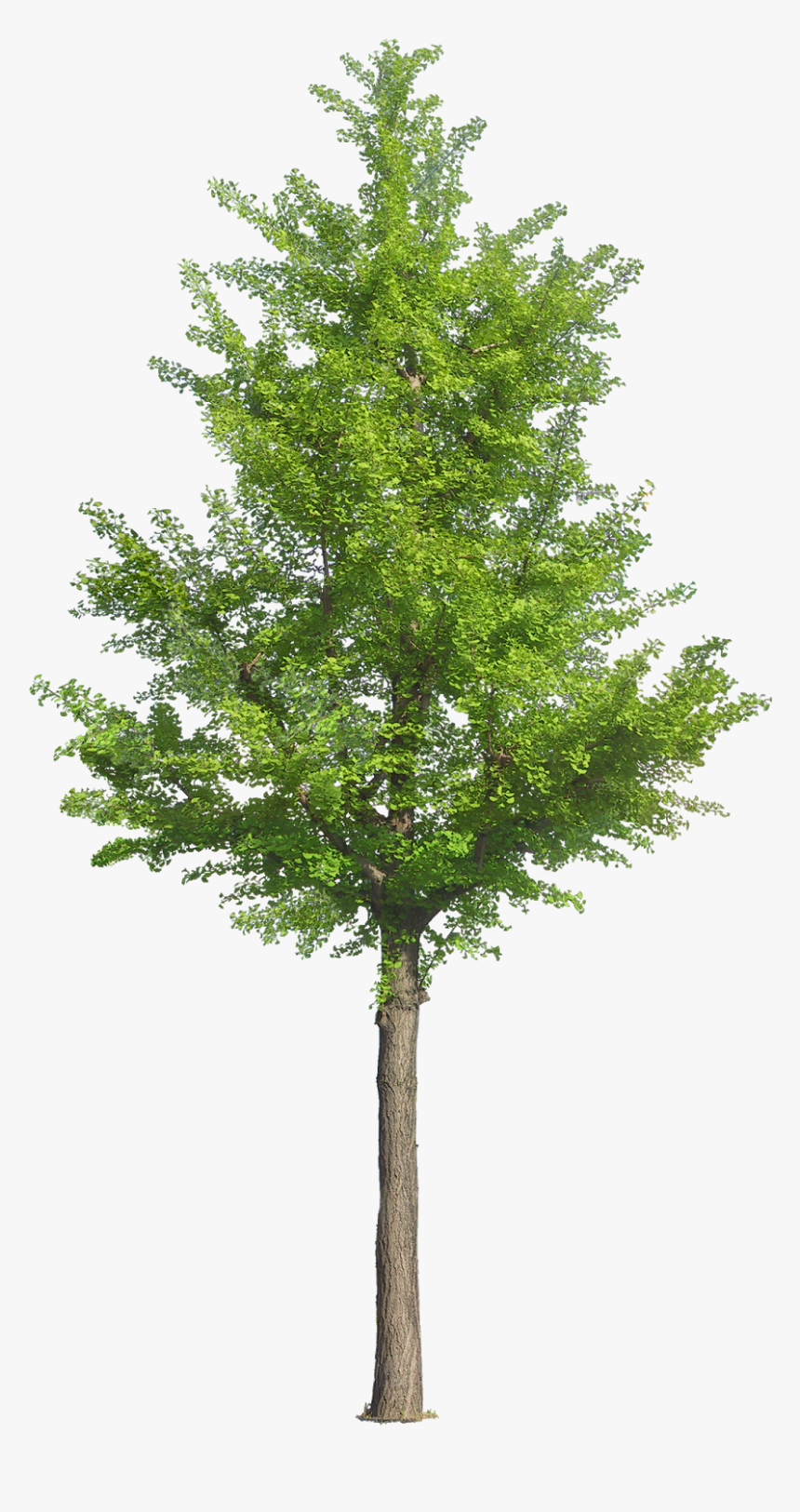 Pin By Ar - Arbre Photoshop, HD Png Download, Free Download