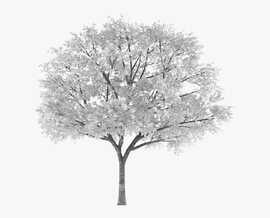 #tree #arbol #snowy #nevado #white #blanco #sauce #willow - Autumn Tree Png, Transparent Png, Free Download