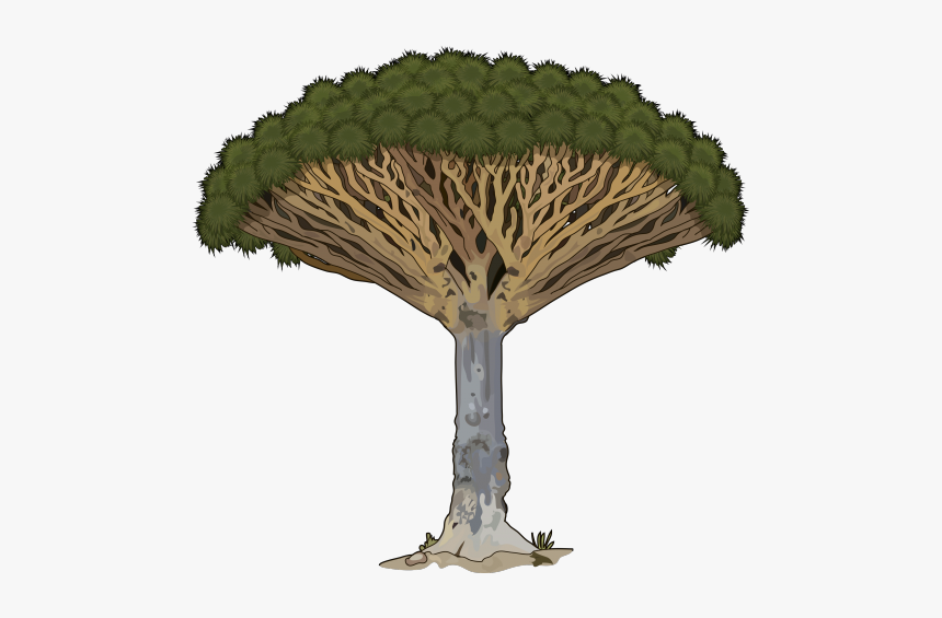 Drago Png - Archivo - Drago - Canariwiki - Arbol Medusa En Peligro De Extincion, Transparent Png, Free Download