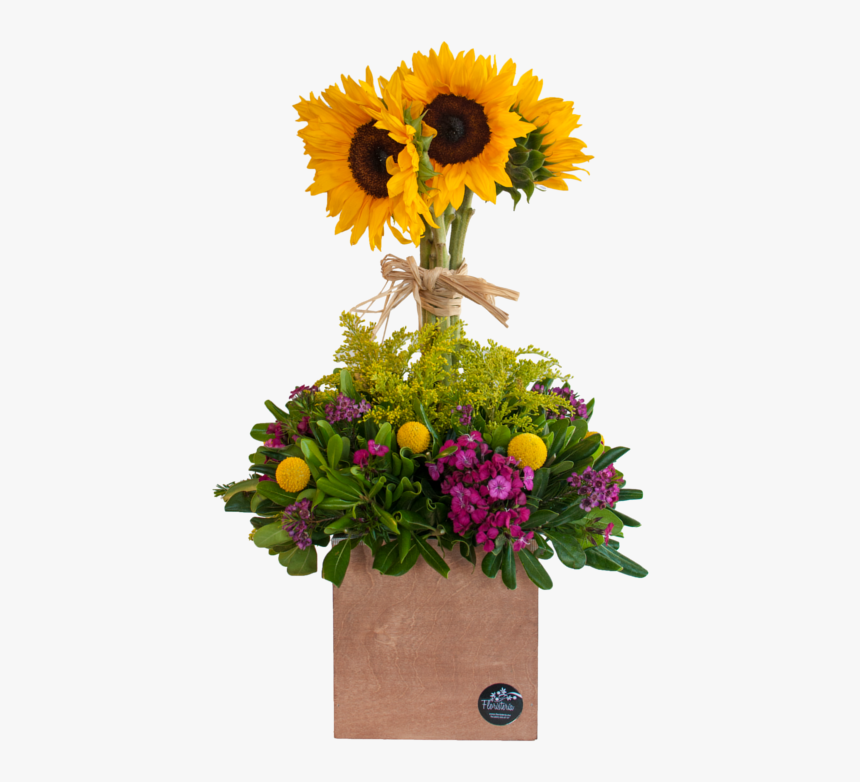 Árbol De Girasoles - Sunflower, HD Png Download, Free Download